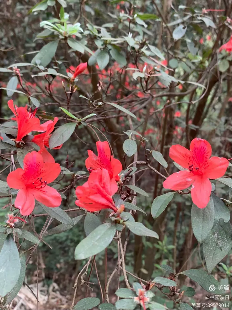 阳春三月揭西龙山风景区野生杜鹃花开了